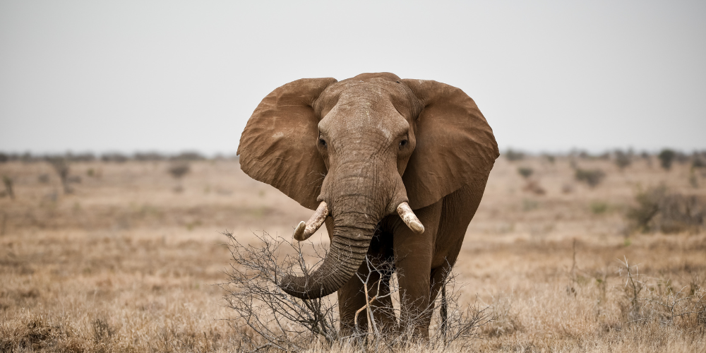 Luxury Travel South Africa | The Roam Zone Luxury Travel South Africa | The Roam Zone
